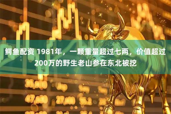 鳄鱼配资 1981年，一颗重量超过七两，价值超过200万的野生老山参在东北被挖